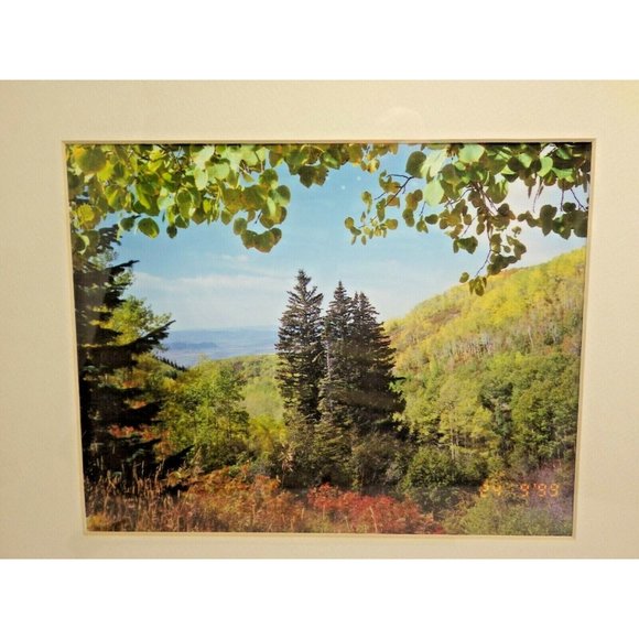 Colorado Landscape Trees Framed Photo Print Buffalo Pass Steamboat Springs - Picture 2 of 8